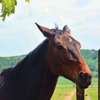 N°120 - Cheval stressé